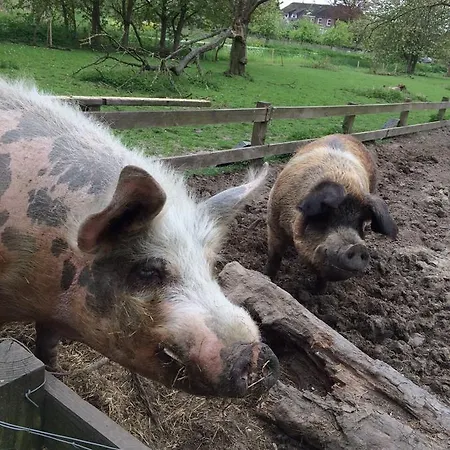 Zomerhuisje In Betuwe Chalet Kesteren